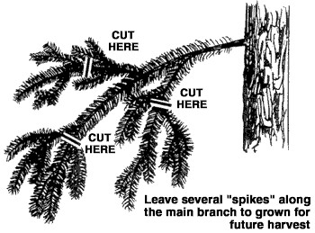 Where to cut to ensure a sustainable bough harvest. Click to see original.