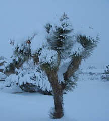 Joshua Tree in Snow