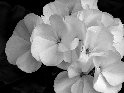 black and white flowers photography. I don#39;t do flower photography