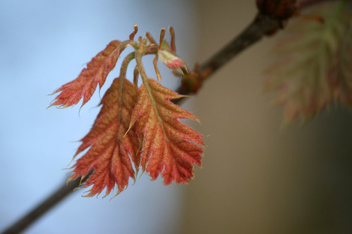 oak leaves 012
