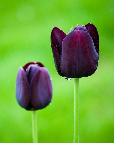 Black Tulip4