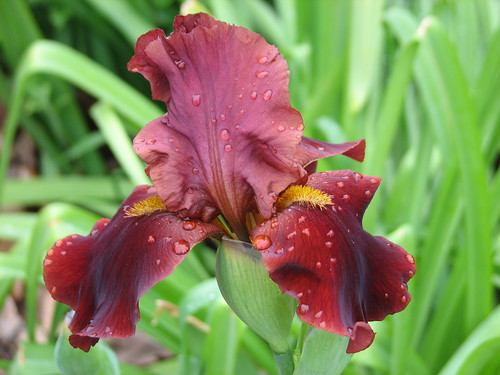 Iris 'Red at Night'