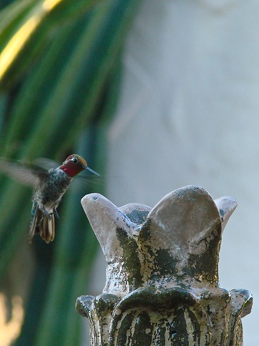hummingbird coming in for a bath