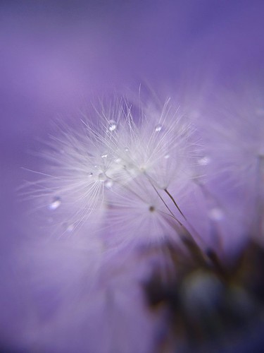 フリー写真素材|花・植物|キク科|タンポポ|種子|雫・水滴|パープル|