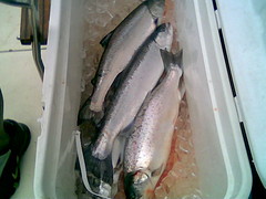 A cameraphone shot of the cooler, out on the lake:  Three Salmon and a Trout