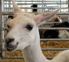 100 Things to see at the fair #56: Llama