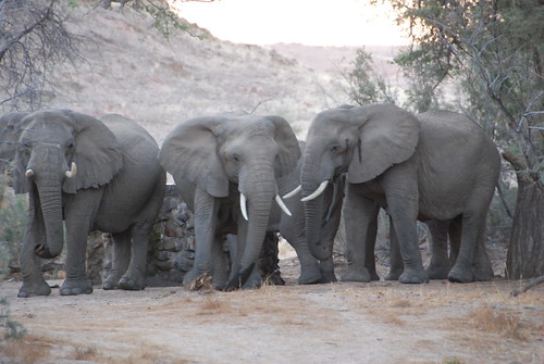 desert elephants, having a discussion