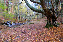 Bosque de Canencia en otoño