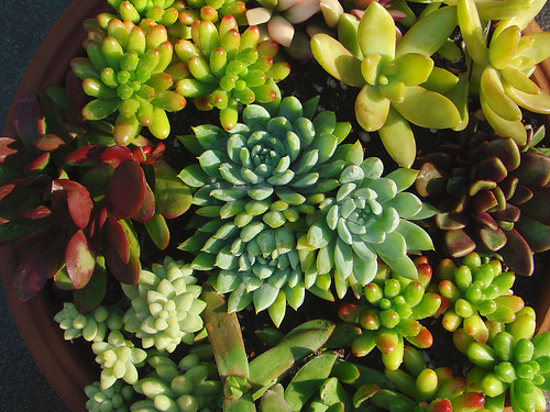 Succulents for the holidays by mondomuse.