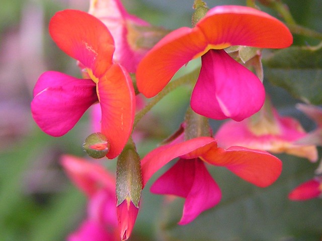 Chorizema illicifolium (Holly Flame Pea) - Cultivated