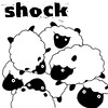 shock sheep msn