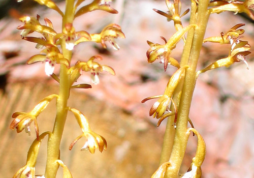 Corallorhiza maculata, spotted coralroot