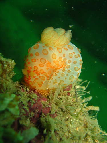 Gymnodoris nudibranch