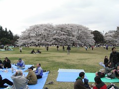 花見/砧公園　2008　2