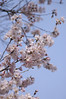 彼岸桜, Yoyogi Park