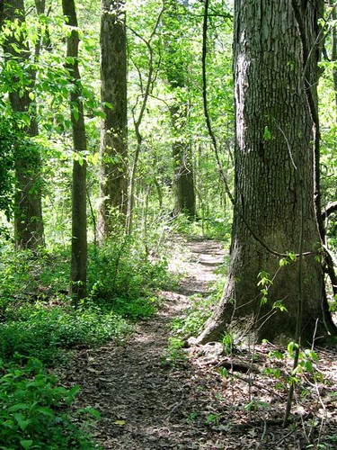 white oak on northeast trail