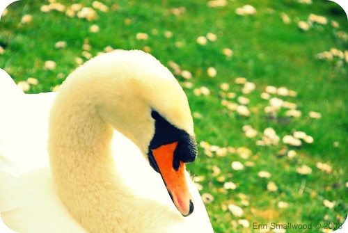 Swan retro shot