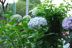 Hydrangea No.1@my house garden