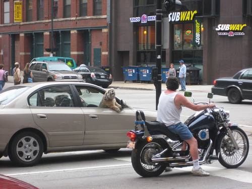 cranky dog takes on biker in Chicago