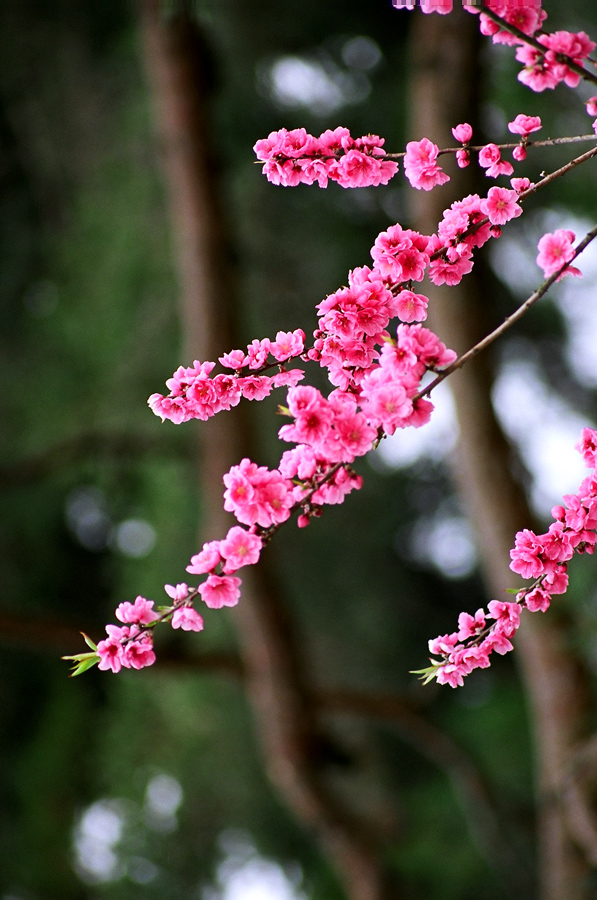 Sakura time (большие фото!)