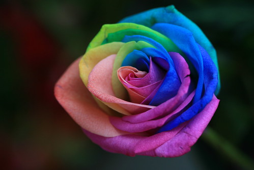 ELEMENTS: Rainbow Roses are incredible natural, multi-colored flowers.