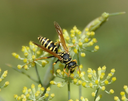 Wasp on Dill
