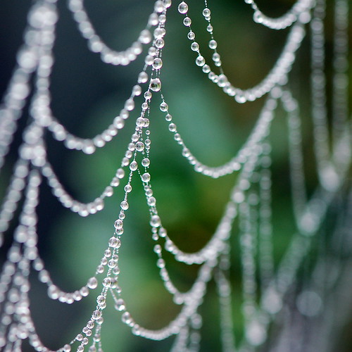 Drip Drops and the Spider Web by bitzcelt  / Mike Bitzenhofer