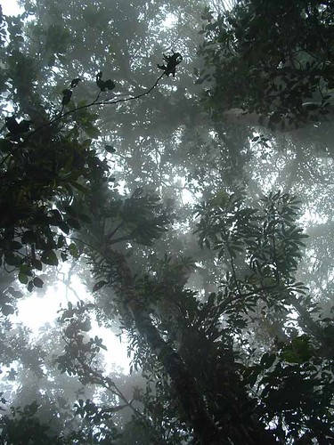 Cloud Forest Canopy
