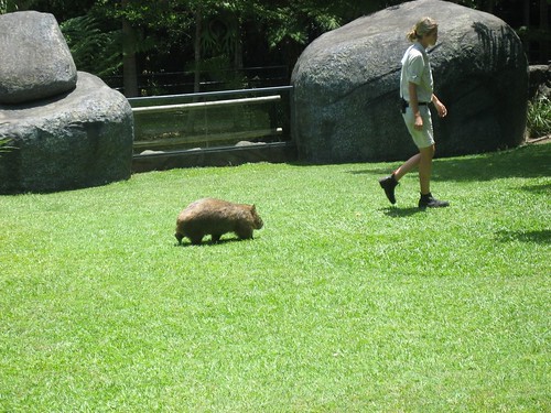Wombat follows a zookeeper