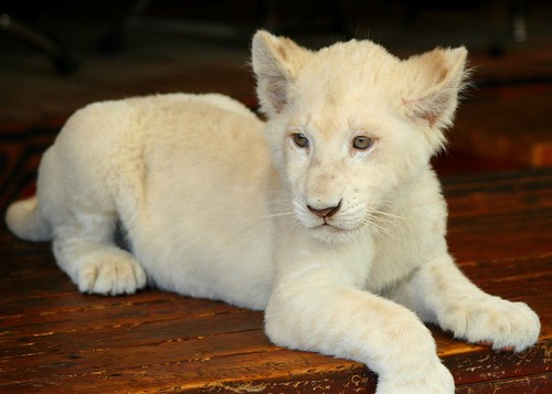  White lion cub { Explored 