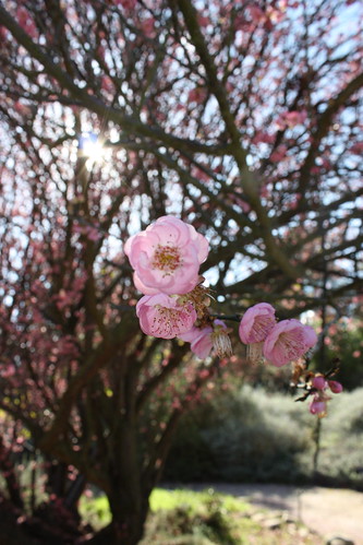 Japanese Apricot Blossoms