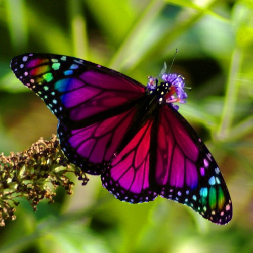 rainbow butterfly representation