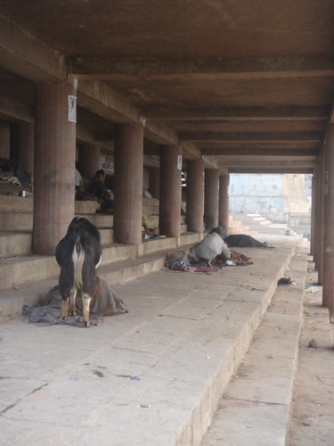 Ganges River1-29恆河台階下的人與動物