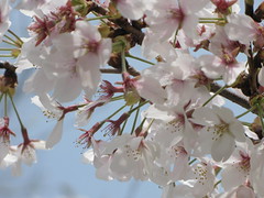 桜2008
