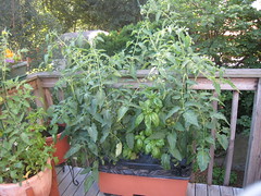 tomatoes & basil in the Earth Box