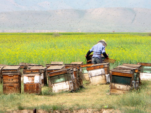 Bee keeping near Minlou, Gansu Province, China