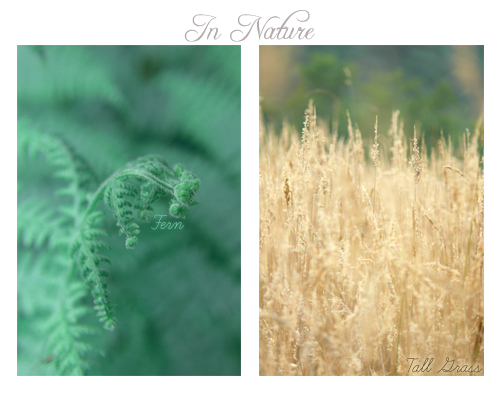 In Nature : Fern & Tall Grass