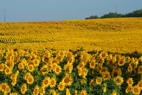 Sunflowers in the Aude