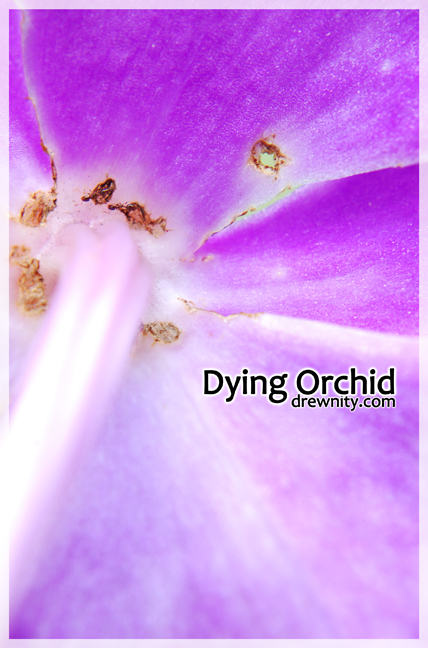 orkid1g