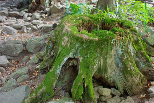 苔むした切り株　moss-covered stump