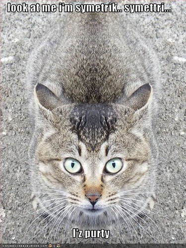 funny-pictures-symmetrical-cat-is-a