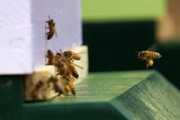 beekeeping 212 (600 x 401)