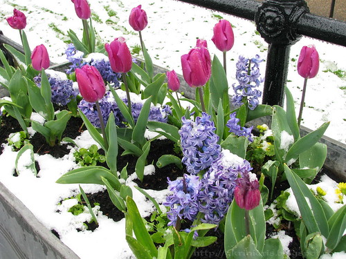 Flowers and snow