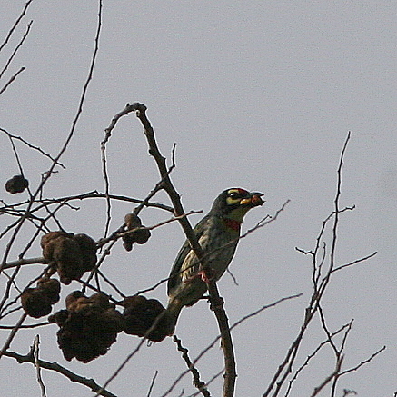 coppersmith barbet 190408