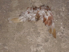 dead bird of some description
