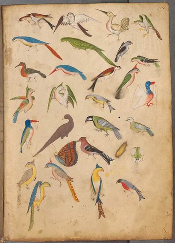 Bird sketches for illuminated manuscript