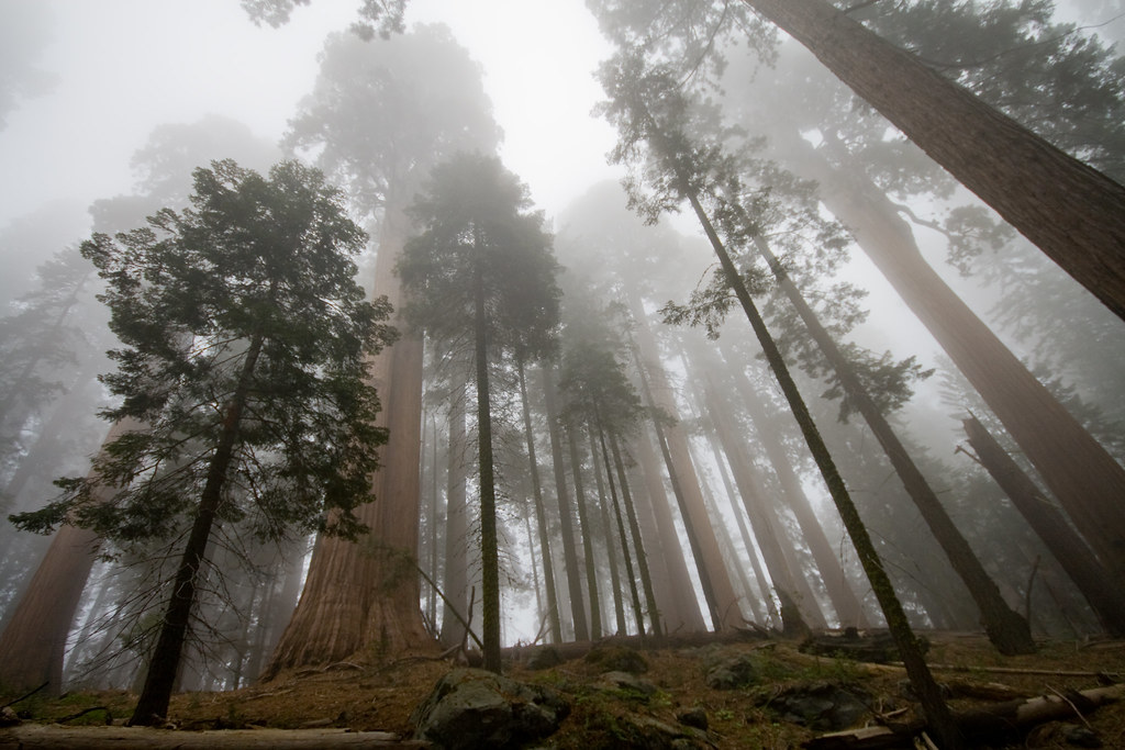 Sequoias in the fog