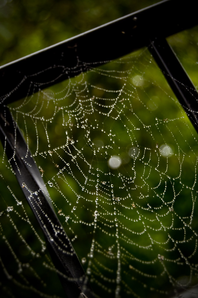 Pearly Web.