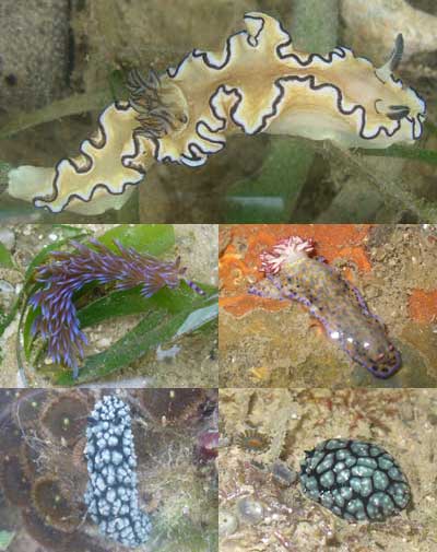 Nudi-Glossodoris atromarginata (Cyrene), Pteraeolidia ianthina (Cyrene), Hypselodoris infucata (Changi) & Phyllidiella pustulosa (Cyrene, Hantu)