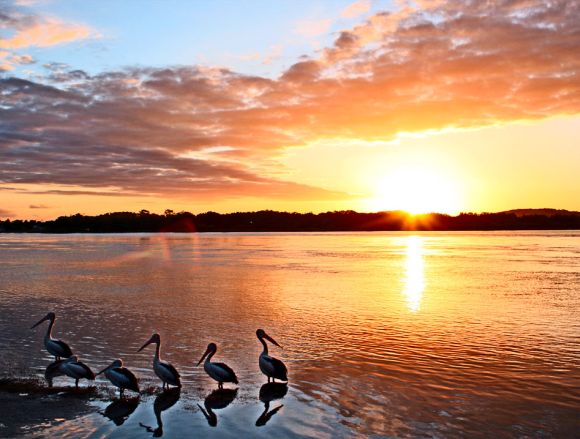 Pelicans Sunset